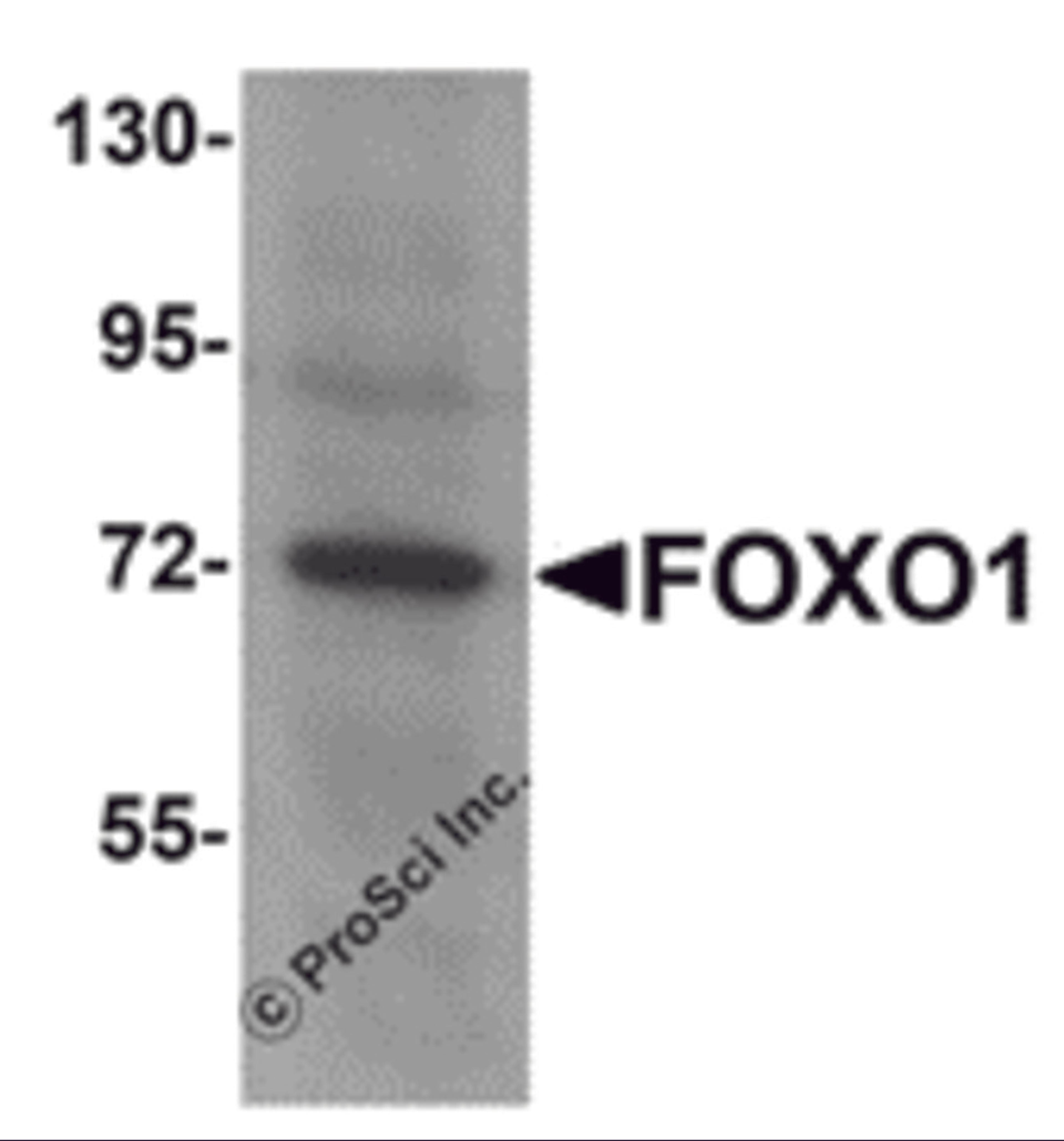 Western blot analysis of FOXO1 in Hela cell lysate with FOXO1 antibody at 1 μg/mL.