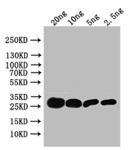 Western Blot. Positive WB detected in: recombinant protein. All lanes: TSA Antibody at 1:1000. Secondary. Goat polyclonal to rabbit IgG at 1/50000 dilution. Predicted band size: 29 kDa. Observed band size: 29 kDa.