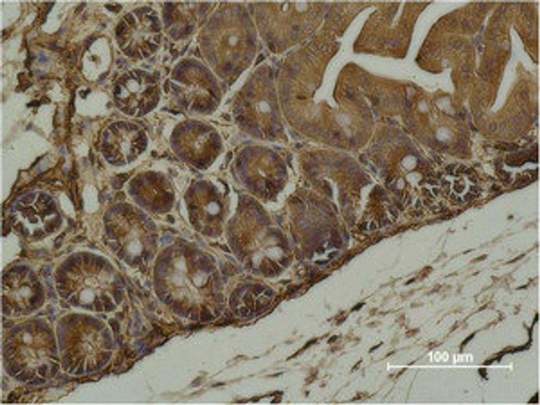Immunohistochemical analysis of paraffin-embedded Mouse Cecal Tissue using α-SMA Monoclonal Antibody.