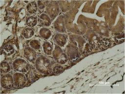 Immunohistochemical analysis of paraffin-embedded Mouse Cecal Tissue using α-SMA Monoclonal Antibody.