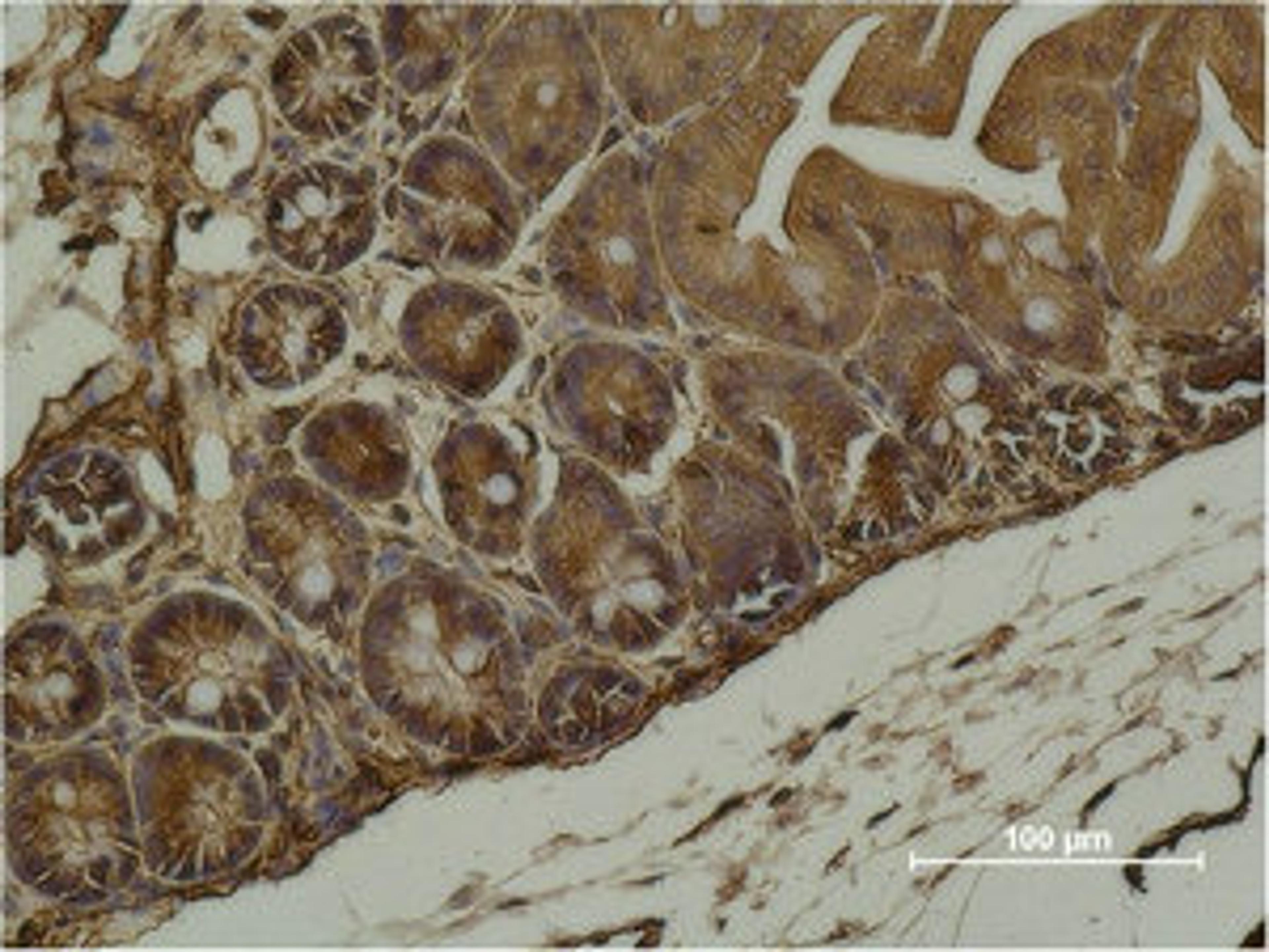 Immunohistochemical analysis of paraffin-embedded Mouse Cecal Tissue using α-SMA Monoclonal Antibody.