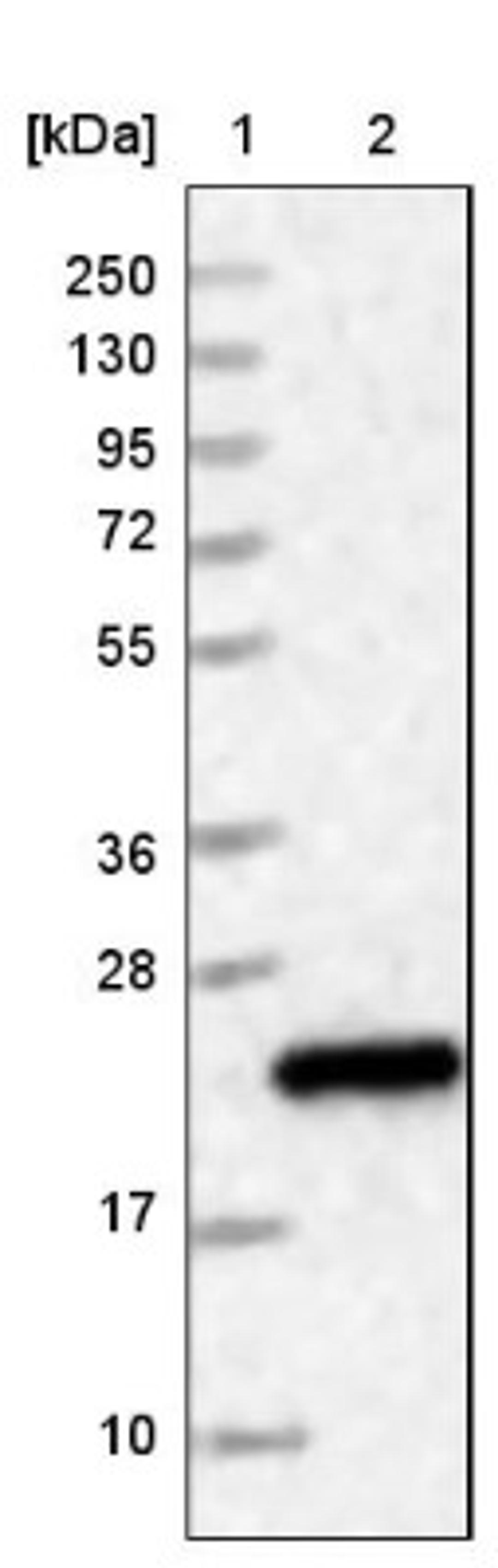 Western Blot: HDDC3 Antibody [NBP1-82684] - Lane 1: Marker [kDa] 250, 130, 95, 72, 55, 36, 28, 17, 10<br/>Lane 2: Human cell line RT-4