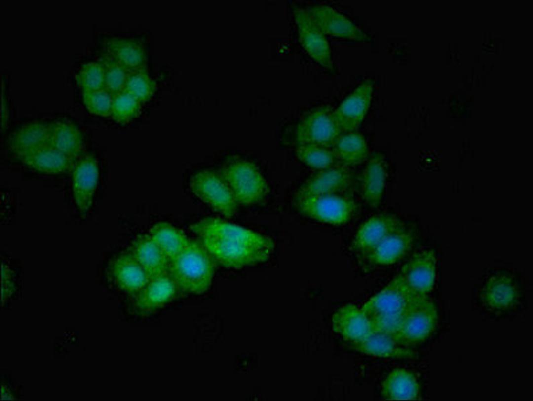 Immunofluorescent analysis of HepG2 cells using CSB-PA10079A0Rb at dilution of 1:100 and Alexa Fluor 488-congugated AffiniPure Goat Anti-Rabbit IgG(H+L)