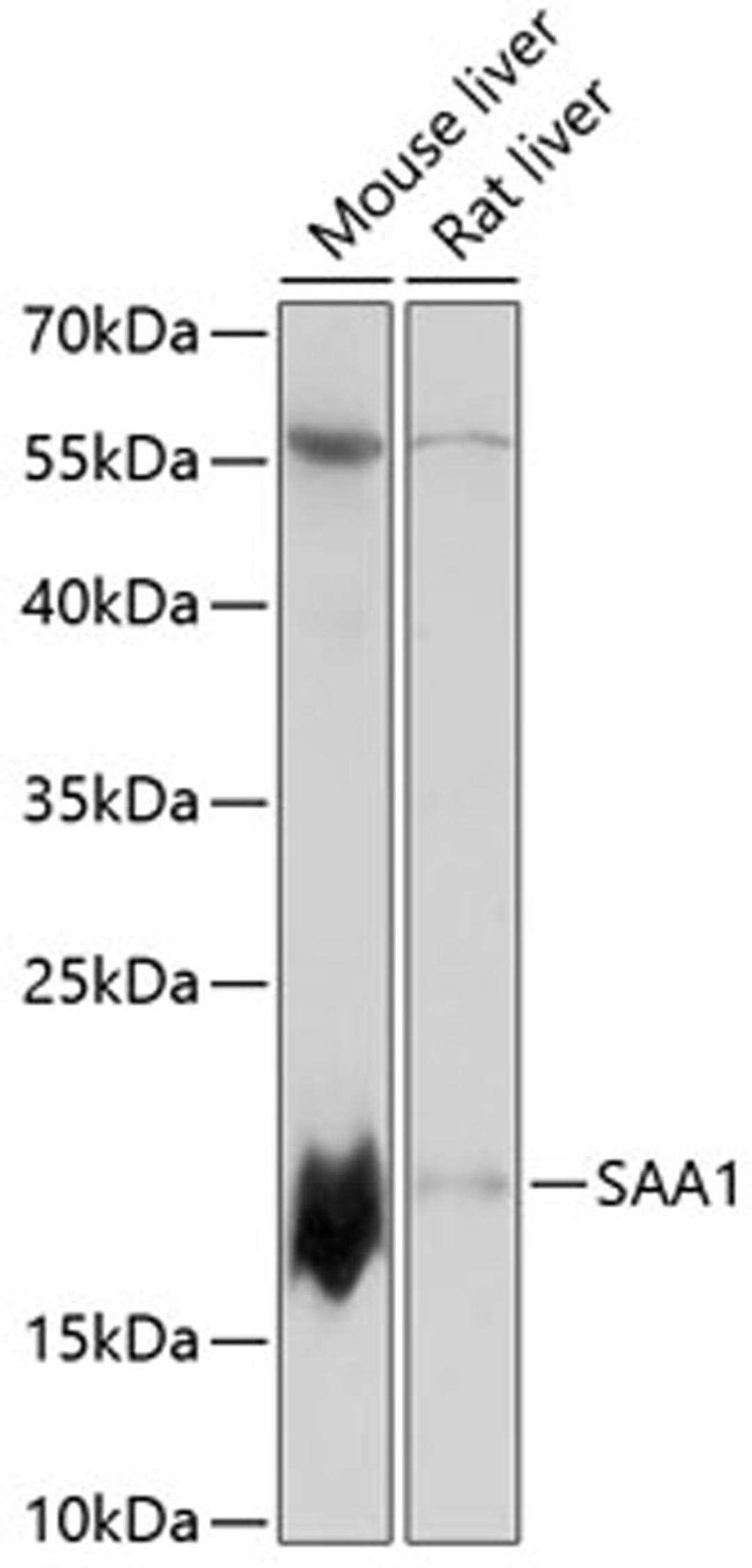 Western blot - SAA1 antibody (A14553)