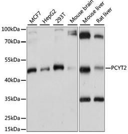 Western blot - PCYT2 antibody (A15309)