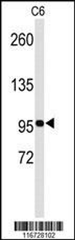 Western blot analysis of EphB3 Antibody in C6 cell line lysates (35ug/lane)