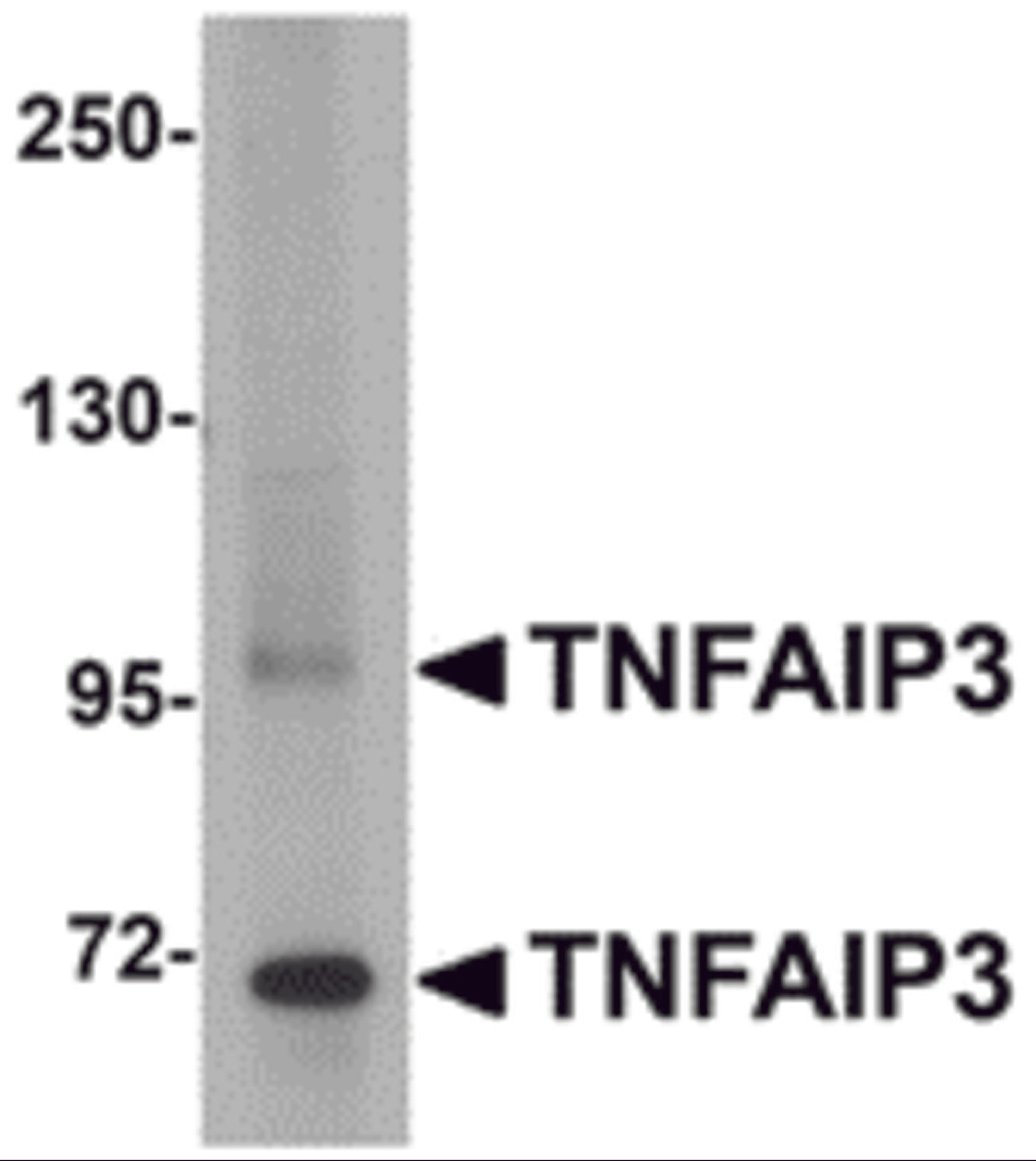 Western blot analysis of TNFAIP3 in SK-N-SH cell lysate with TNFAIP3 antibody at 1 &#956;g/mL.