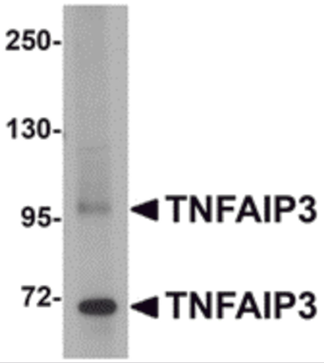 Western blot analysis of TNFAIP3 in SK-N-SH cell lysate with TNFAIP3 antibody at 1 μg/mL.