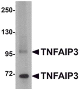 Western blot analysis of TNFAIP3 in SK-N-SH cell lysate with TNFAIP3 antibody at 1 μg/mL.