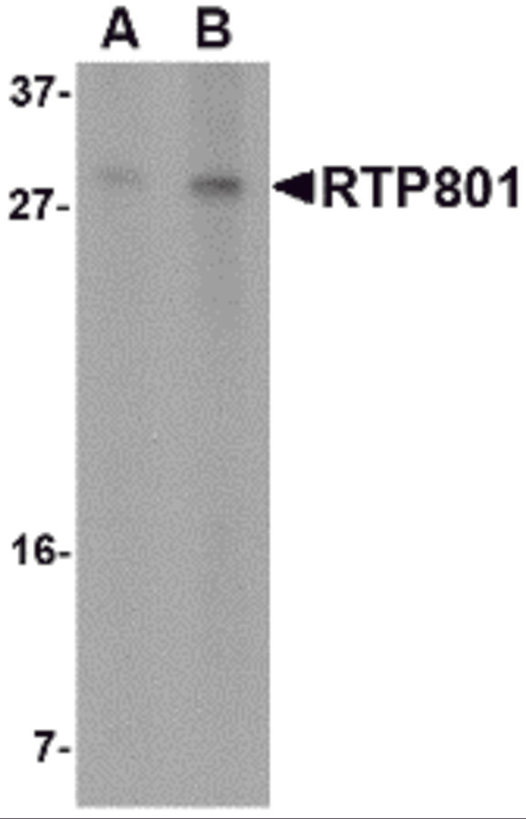 Western blot analysis of RTP801 in 293 cell lysate with RTP801 antibody at (A) 2 and (B) 4 &#956;g/mL.