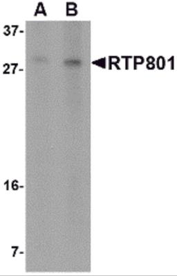 Western blot analysis of RTP801 in 293 cell lysate with RTP801 antibody at (A) 2 and (B) 4 &#956;g/mL.