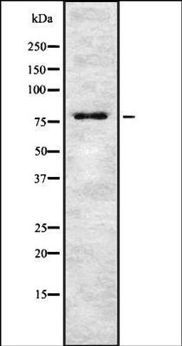 Western blot analysis of HEK293 cells using TSYL2 antibody