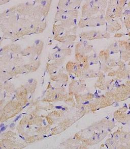 Immunohistochemical analysis of formalin fixed and paraffin embedded rat heart tissue using Factor V antibody