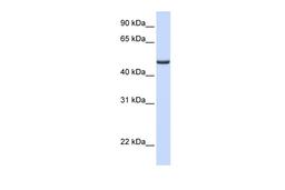 Antibody used in WB on Human Liver at 0.2-1 ug/ml.