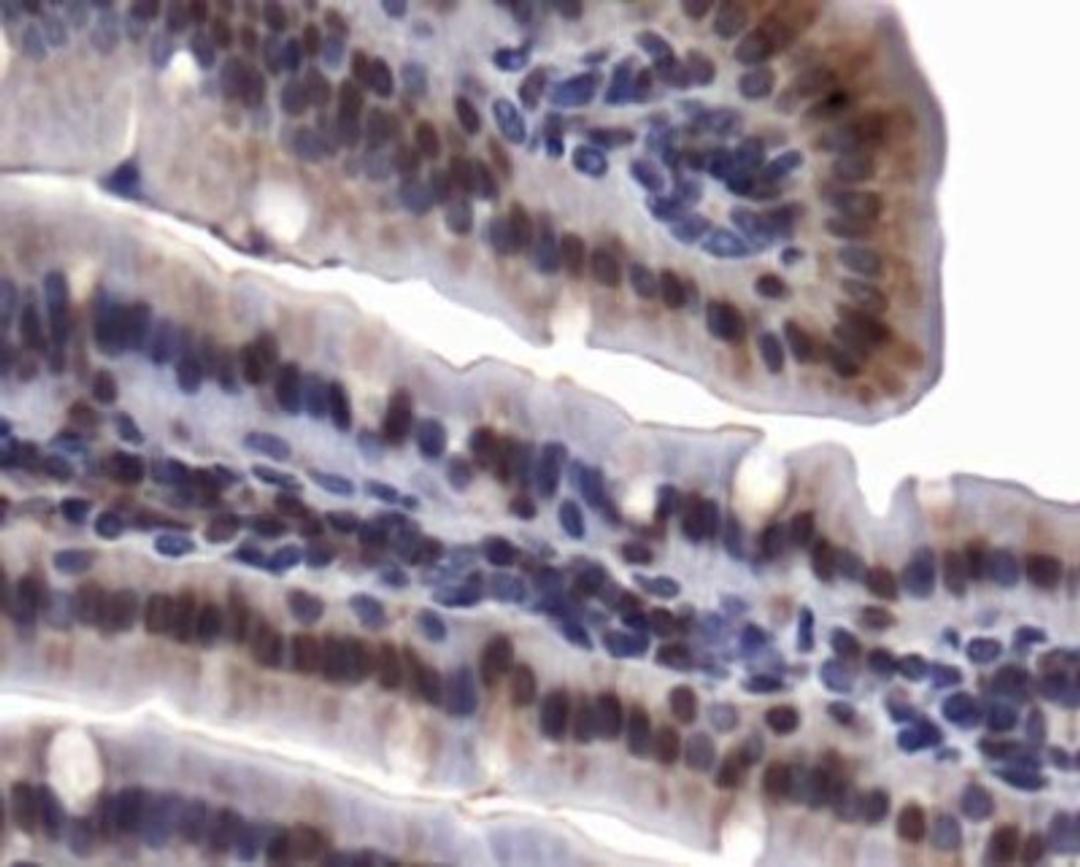 Immunohistochemistry: Tie-2 Antibody [NBP1-69753] - TIE2 antibody was tested in mouse intestines using DAB with hematoxylin counterstain.