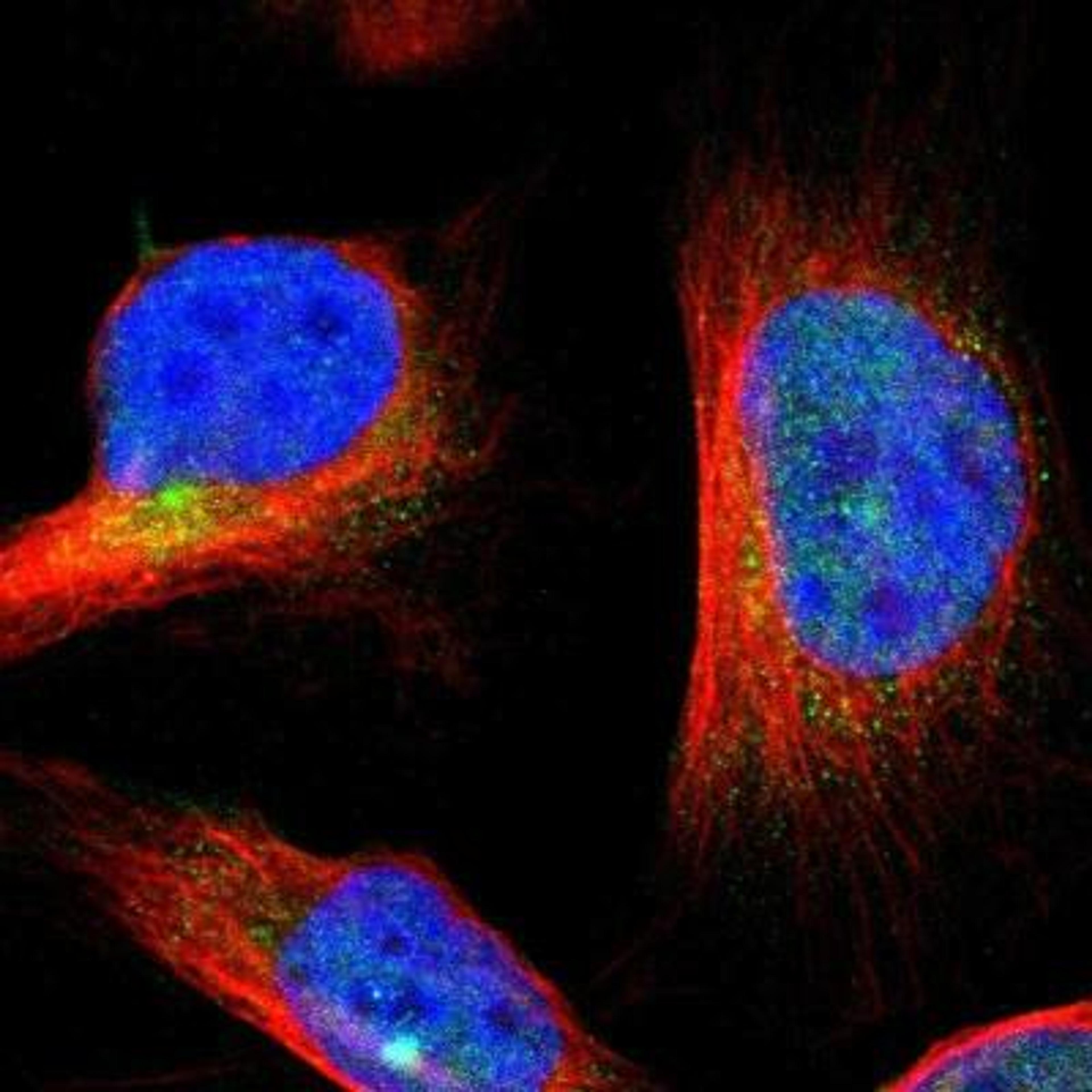 Immunocytochemistry/Immunofluorescence: ROBO2 Antibody [NBP1-81399] - Staining of human cell line U-2 OS shows positivity in nucleus but not nucleoli & cytoplasm.