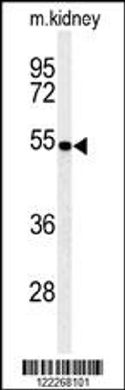 Western blot analysis of PMPCB Antibody in mouse kidney tissue lysates (35ug/lane)