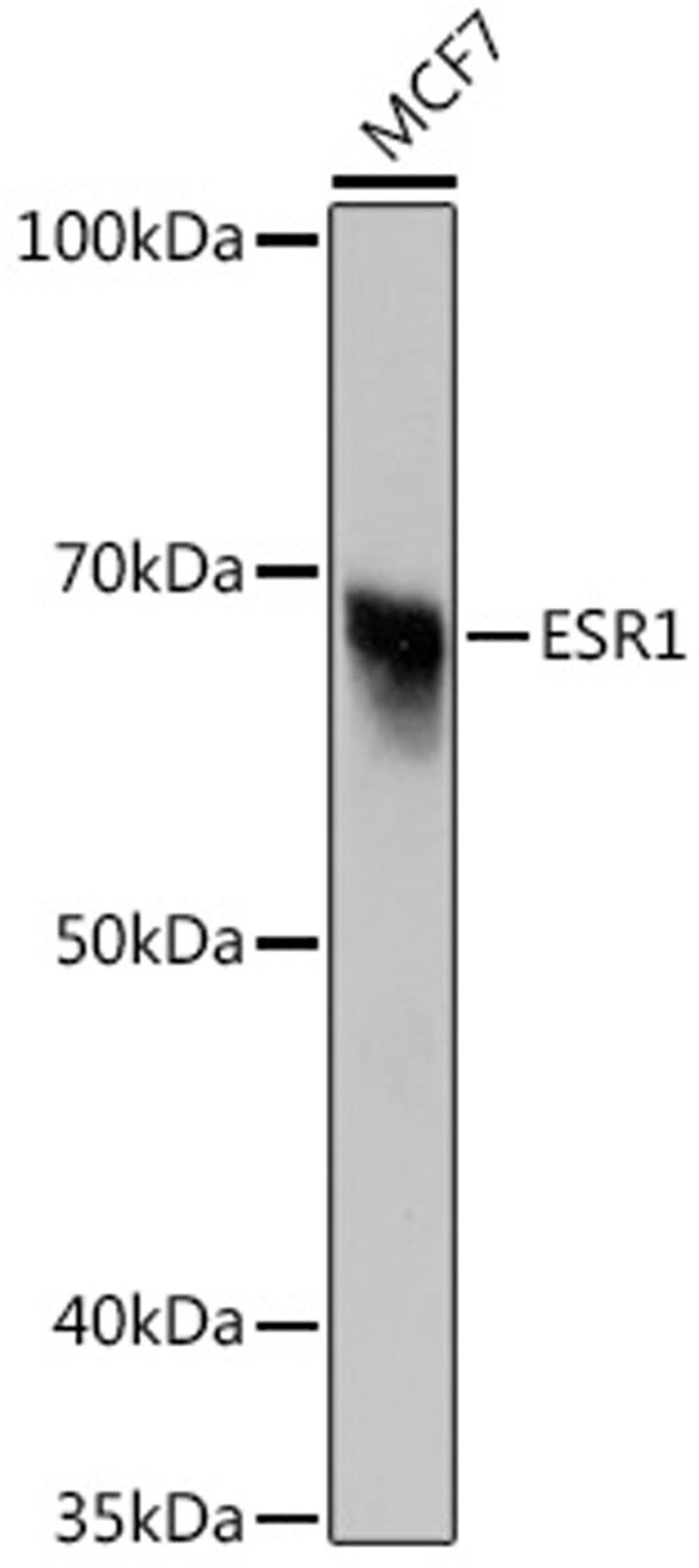 Immunofluorescence - ER alpha antibody (A12976)