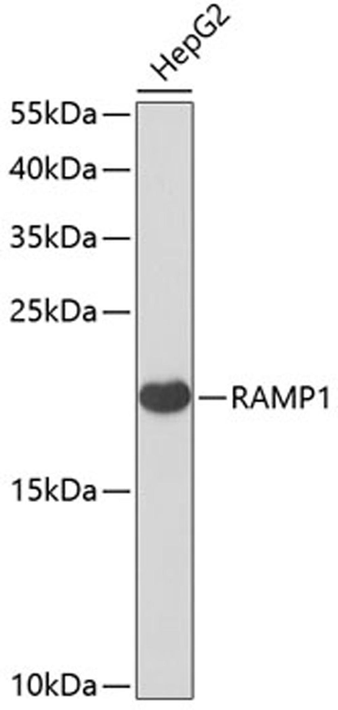 Western blot - RAMP1 antibody (A6447)