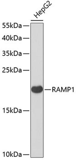 Western blot - RAMP1 antibody (A6447)