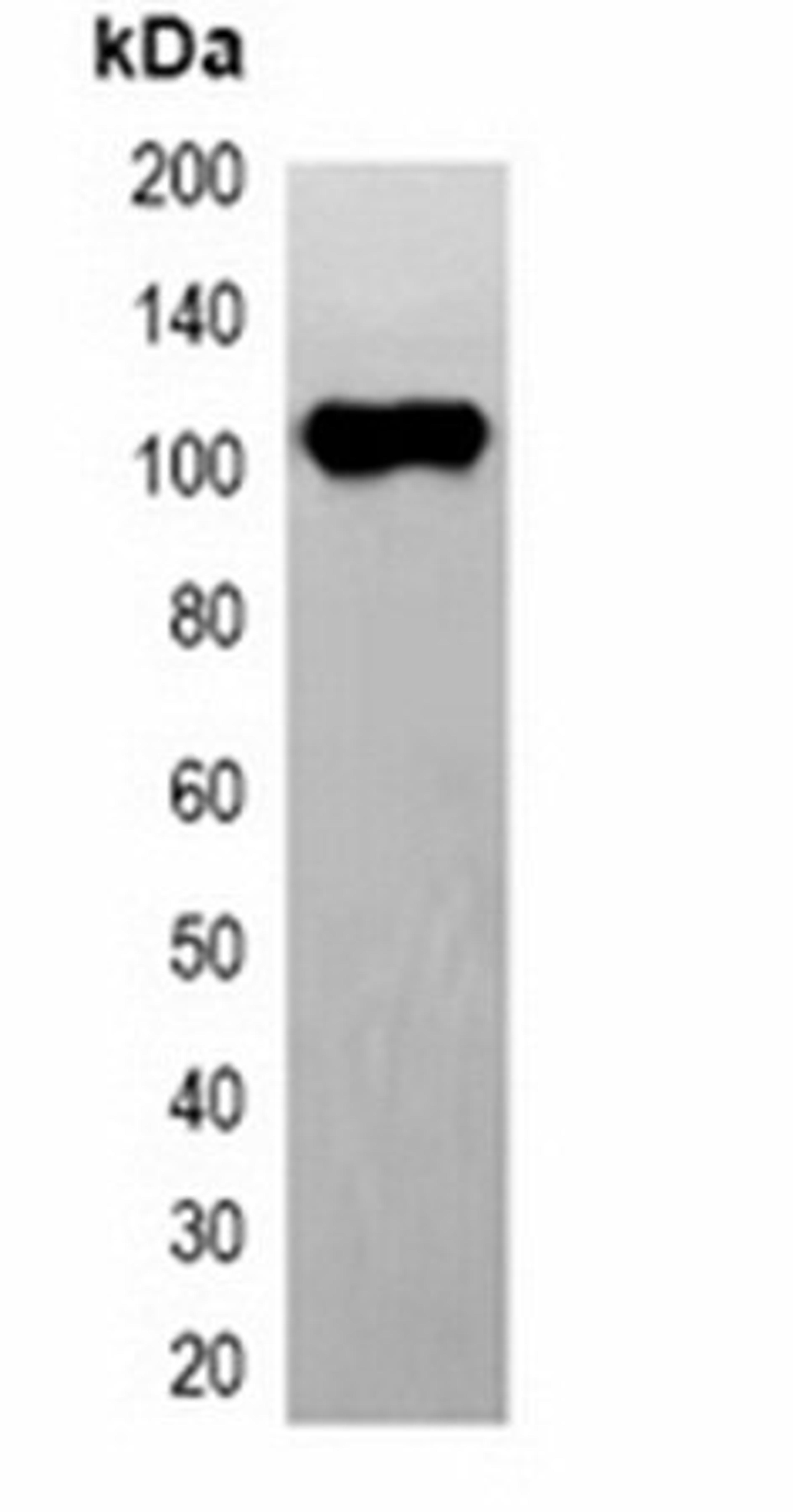 Western blot analysis of 293T cell lysate using EYFP-tag antibody