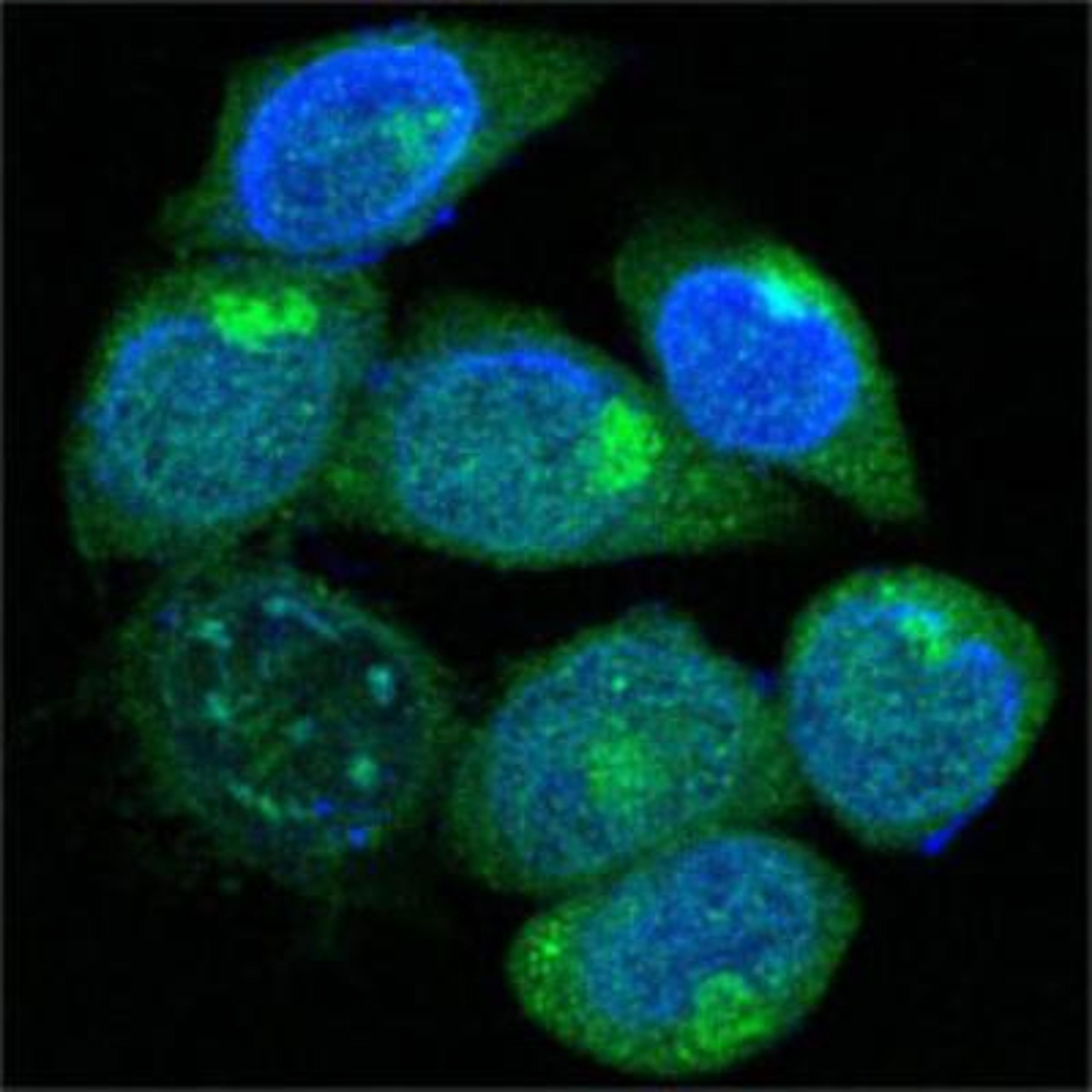 Immunocytochemistry/Immunofluorescence: PEG10 Antibody (1B1C4) [NBP1-28875] - Analysis of methanol-fixed HepG2 cells using anti-PEG10 monoclonal antioby (green), showing cytoplasmic localization. Blue: DRAQ5 fluorescent DNA dye.