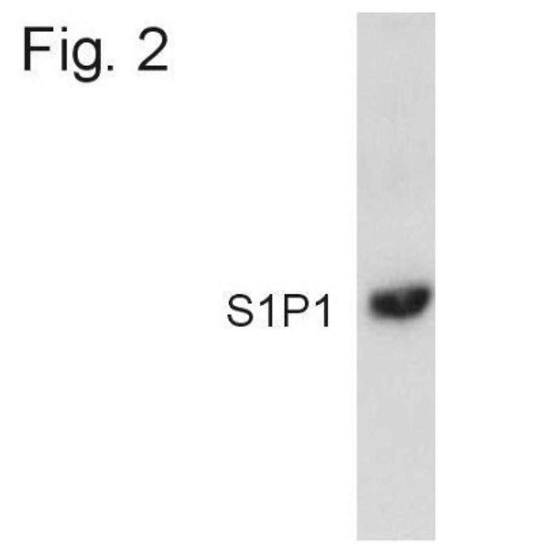 Western Blot: S1P1/EDG-1 Antibody [NB120-11424] - Analysis of S1P1 from transfected HEK293 cell lysate.