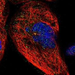 Immunocytochemistry/Immunofluorescence: BRMS1 Antibody [NBP1-85090] - Staining of human cell line A-431 shows positivity in centrosome.