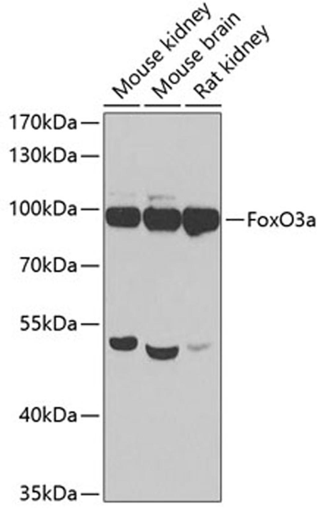 Western blot - FoxO3a  antibody (A0102)