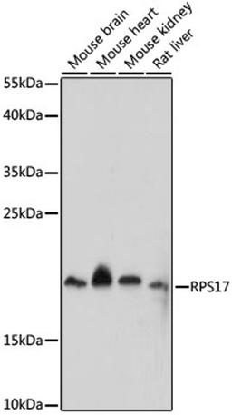 Western blot - RPS17 antibody (A16425)