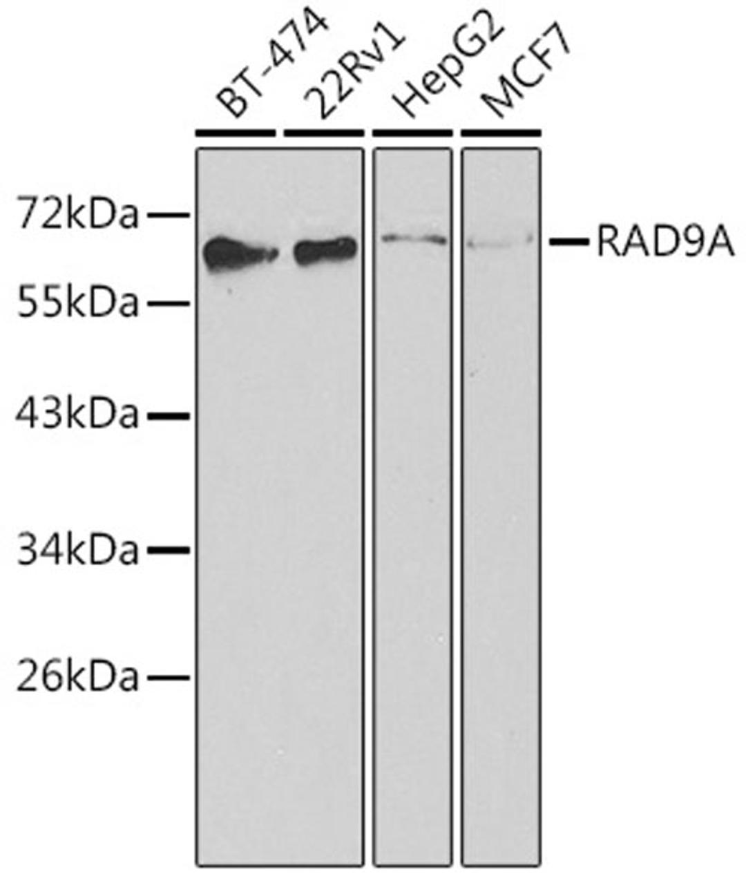 Western blot - RAD9A antibody (A1890)