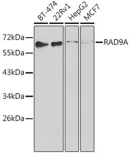 Western blot - RAD9A antibody (A1890)