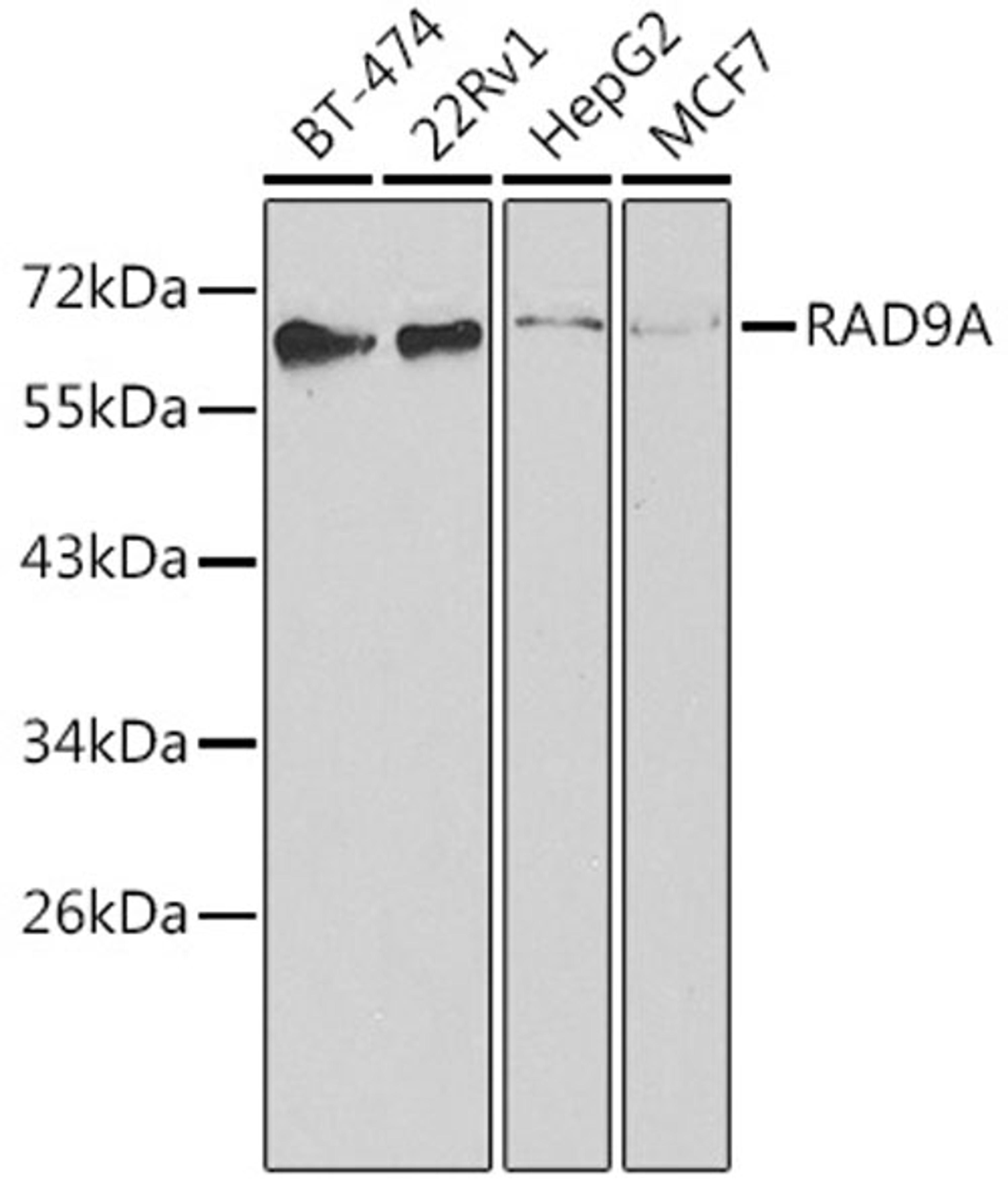 Western blot - RAD9A antibody (A1890)