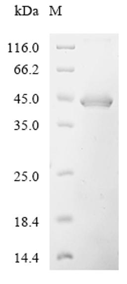 (Tris-Glycine gel) Discontinuous SDS-PAGE (reduced) with 5% enrichment gel and 15% separation gel.