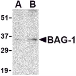 Western blot analysis of BAG-1 in PC-3 cell lysate with BAG-1 antibody at (A) 1 and (B) 2 &#956;g/mL.