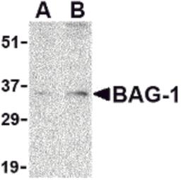 Western blot analysis of BAG-1 in PC-3 cell lysate with BAG-1 antibody at (A) 1 and (B) 2 μg/mL.