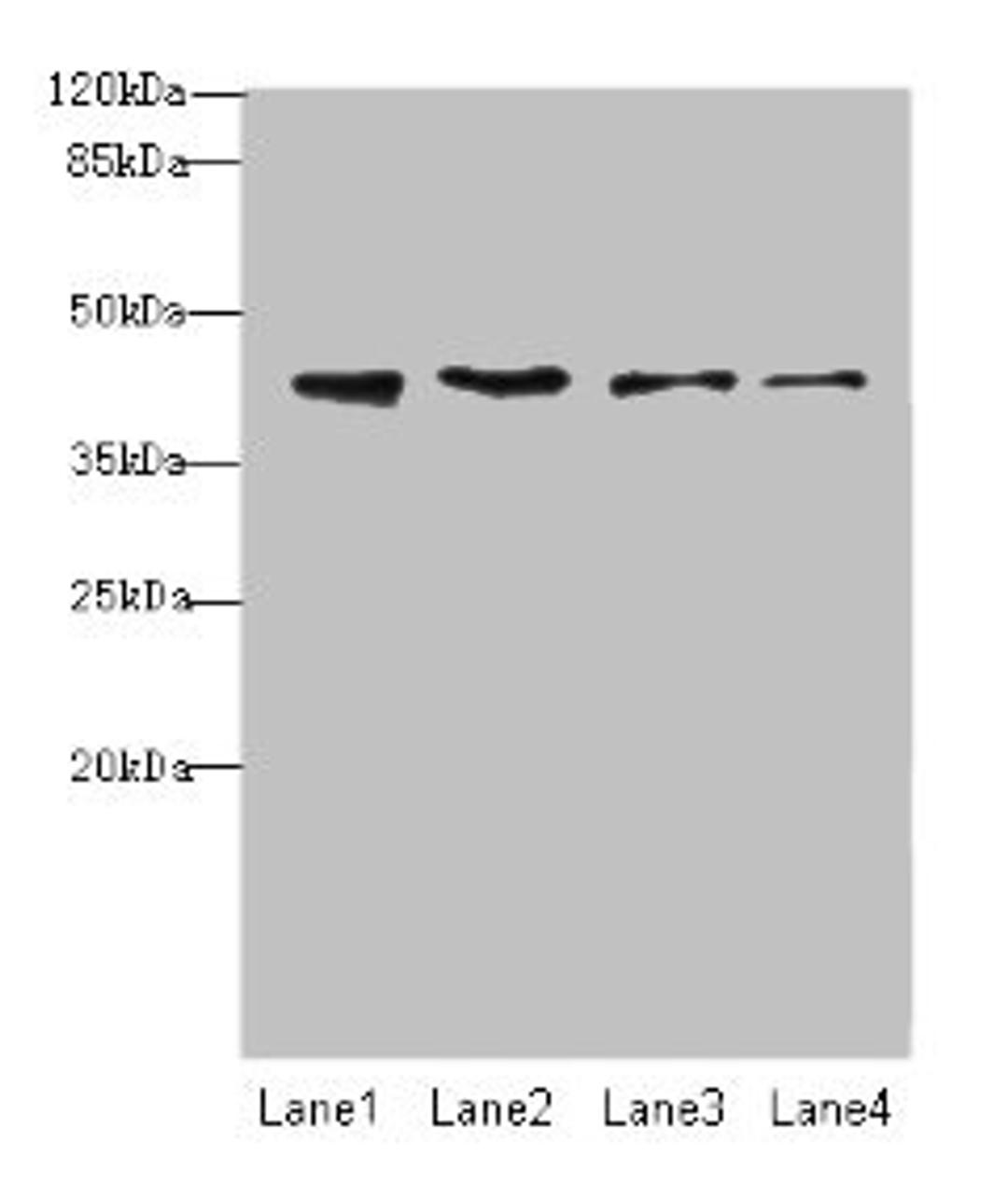 Western blot. All lanes: NUP43 antibody at 4µg/ml. Lane 1: A431 whole cell lysate. Lane 2: HL60 whole cell lysate. Lane 3: THP-1 whole cell lysate. Lane 4: A549 whole cell lysate. Secondary. Goat polyclonal to rabbit IgG at 1/10000 dilution. Predicted band size: 43, 32 kDa. Observed band size: 43 kDa