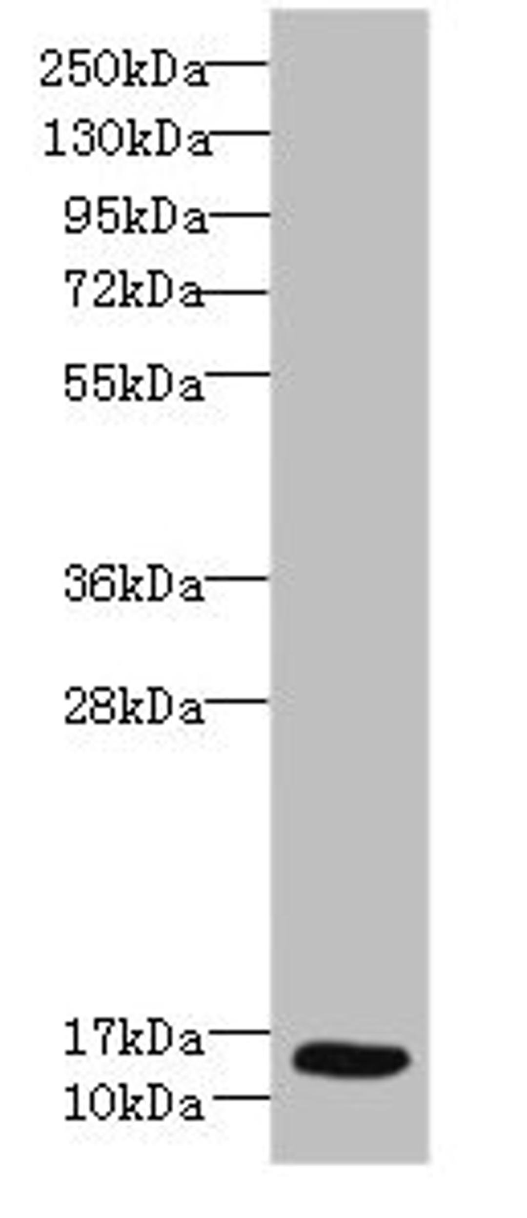 Western blot. All lanes: Ly6e antibody at 8µg/ml + Hela whole cell lysate. Secondary. Goat polyclonal to rabbit IgG at 1/10000 dilution. Predicted band size: 14 kDa. Observed band size: 14 kDa
