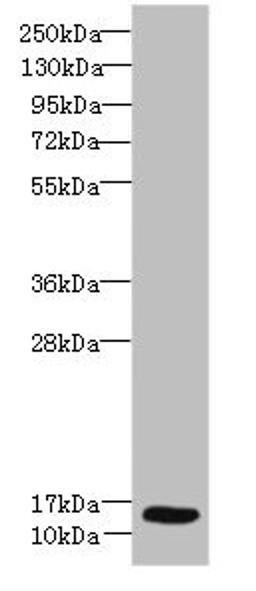 Western blot. All lanes: Ly6e antibody at 8µg/ml + Hela whole cell lysate. Secondary. Goat polyclonal to rabbit IgG at 1/10000 dilution. Predicted band size: 14 kDa. Observed band size: 14 kDa