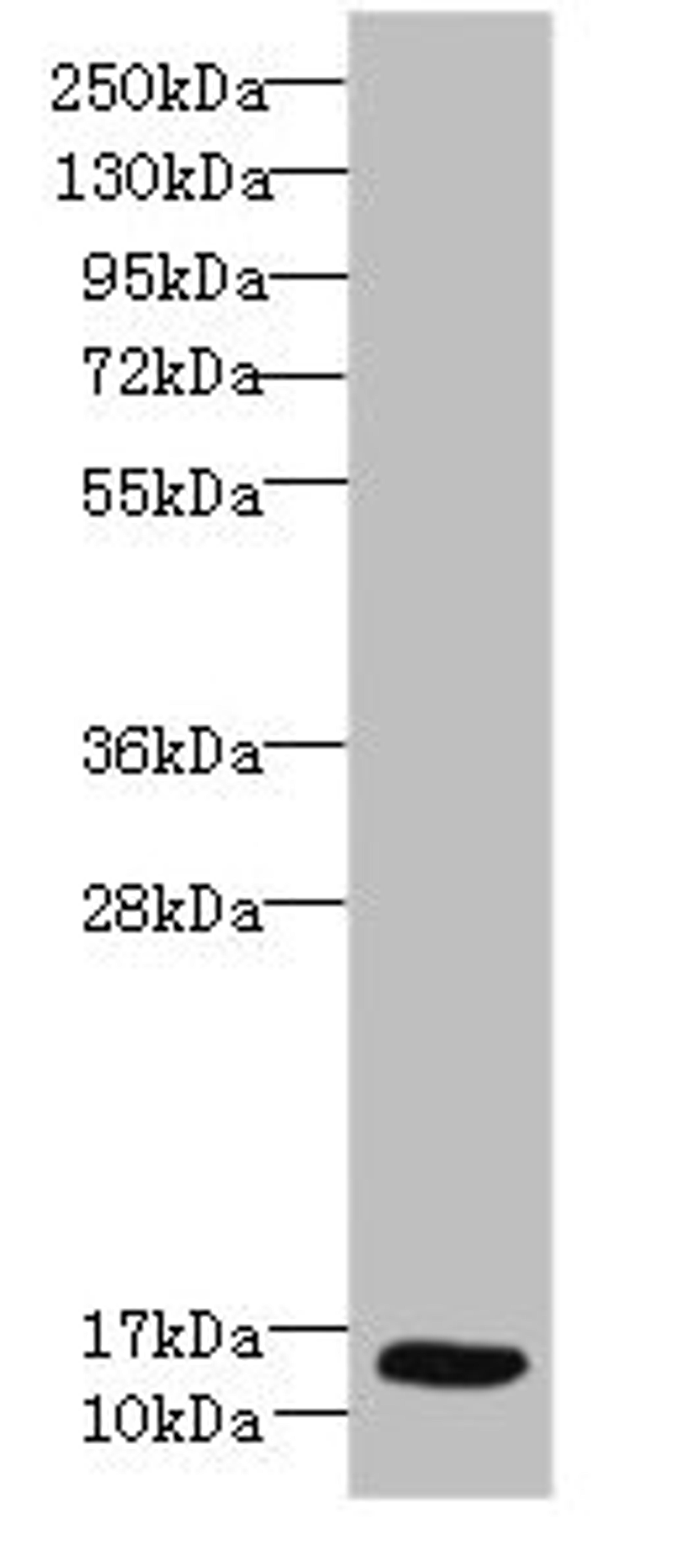 Western blot. All lanes: Ly6e antibody at 8µg/ml + Hela whole cell lysate. Secondary. Goat polyclonal to rabbit IgG at 1/10000 dilution. Predicted band size: 14 kDa. Observed band size: 14 kDa