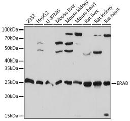 Western blot - ERAB Rabbit mAb (A0959)