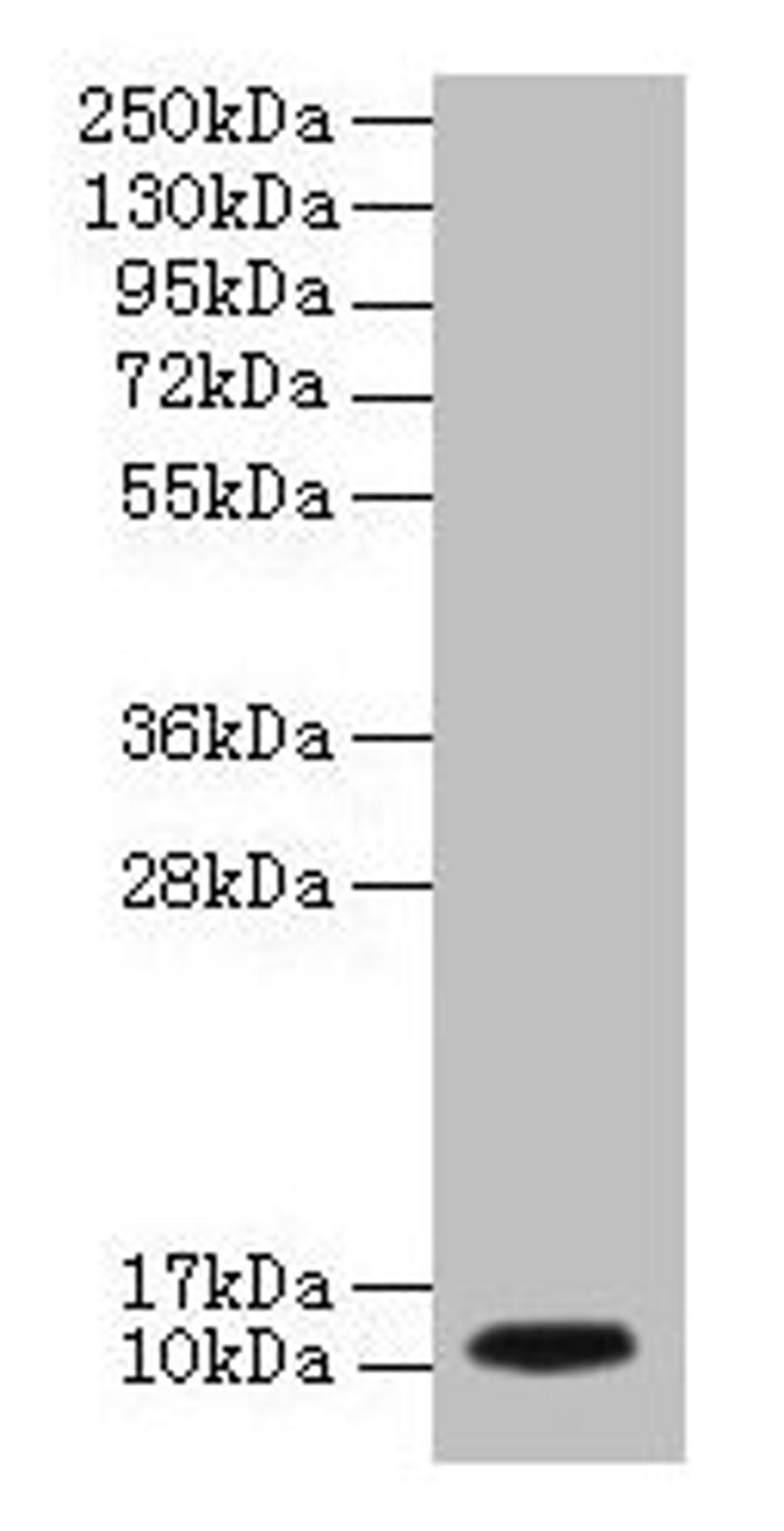 Western blot. All lanes: DYNLL1 antibody at 2µg/ml + EC109 whole cell lysate. Secondary. Goat polyclonal to rabbit IgG at 1/15000 dilution. Predicted band size: 11 kDa. Observed band size: 11 kDa