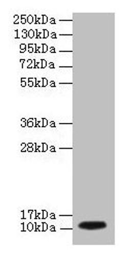 Western blot. All lanes: DYNLL1 antibody at 2µg/ml + EC109 whole cell lysate. Secondary. Goat polyclonal to rabbit IgG at 1/15000 dilution. Predicted band size: 11 kDa. Observed band size: 11 kDa
