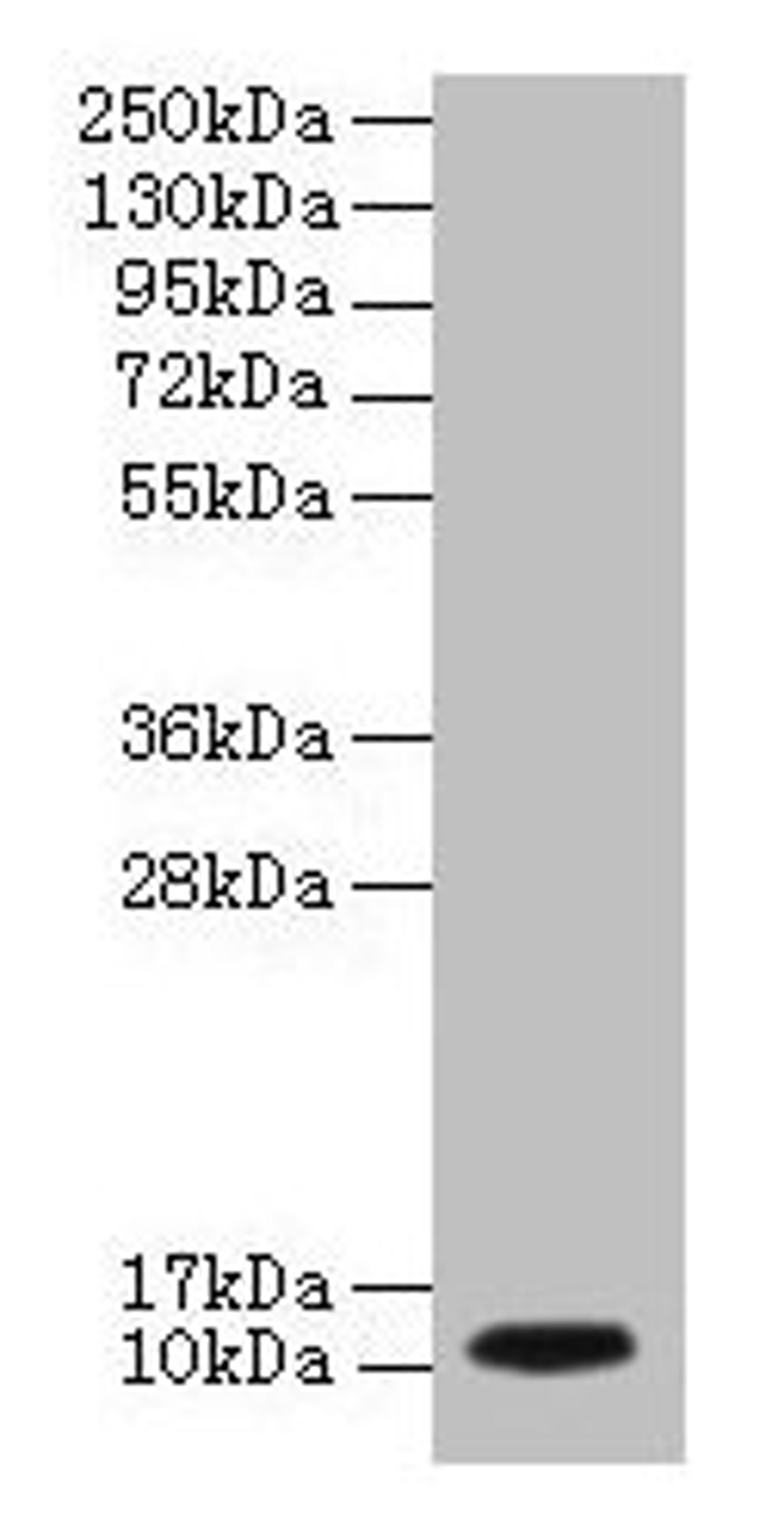 Western blot. All lanes: DYNLL1 antibody at 2µg/ml + EC109 whole cell lysate. Secondary. Goat polyclonal to rabbit IgG at 1/15000 dilution. Predicted band size: 11 kDa. Observed band size: 11 kDa