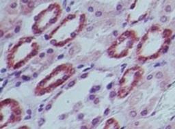 Immunohistochemistry-Paraffin: c-Maf Antibody [NBP2-24551] - Staining of Human kidney probed with c-maf antibody at 10 ug/ml.