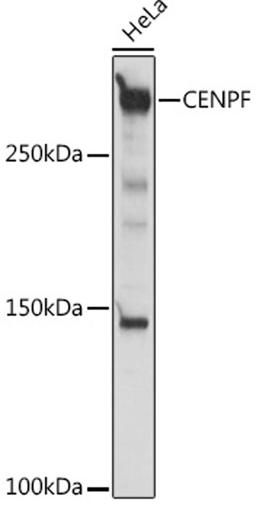 Western blot - CENPF antibody (A18644)