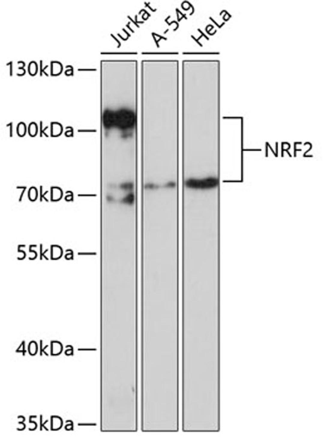 Western blot - NRF2 antibody (A1244)