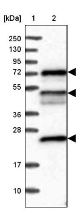 Western Blot: KANSL2 Antibody [NBP2-32637] - Lane 1: Marker [kDa] 250, 130, 95, 72, 55, 36, 28, 17, 10<br/>Lane 2: Human cell line RT-4