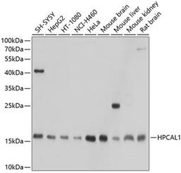 Western blot - HPCAL1 antibody (A10019)