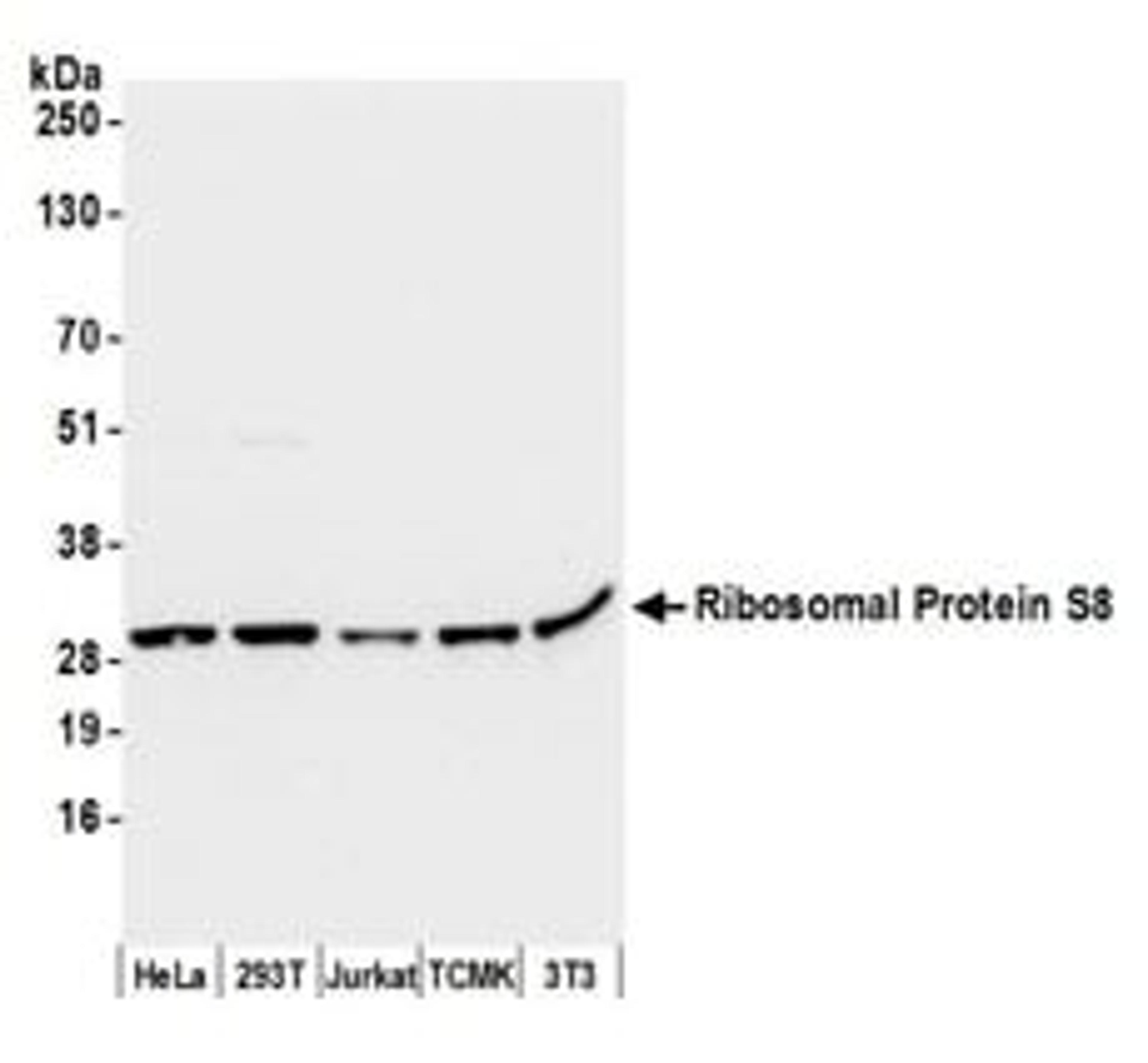 Detection of human and mouse Ribosomal Protein S8 by western blot.